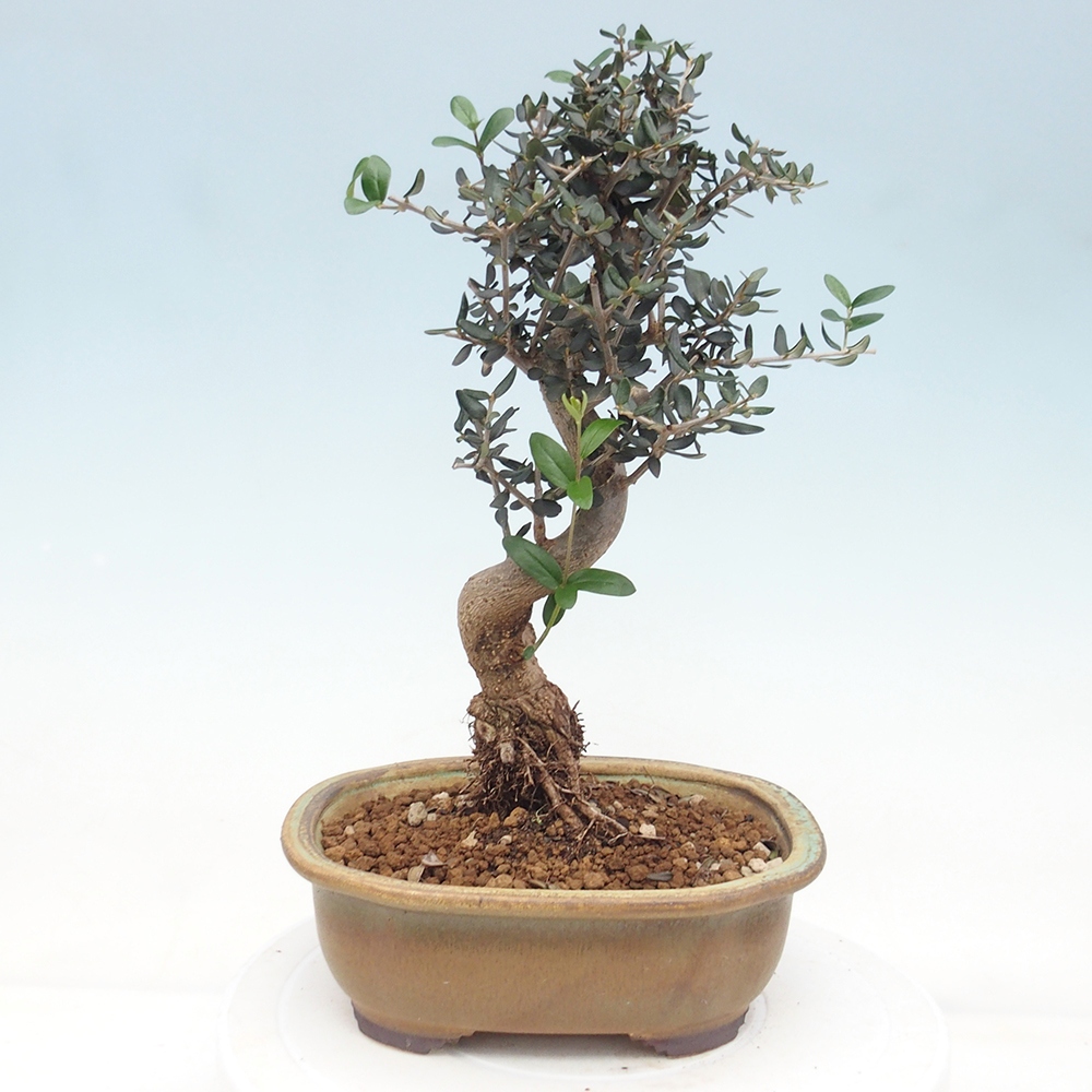 Pokojová bonsai - Olea europaea sylvestris -Oliva evropská drobnolistá