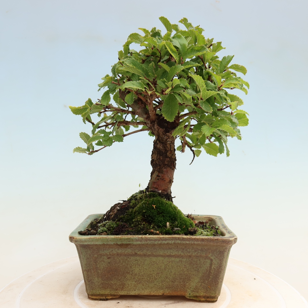 Venkovní bonsai - Zelkova - Zelkova NIRE