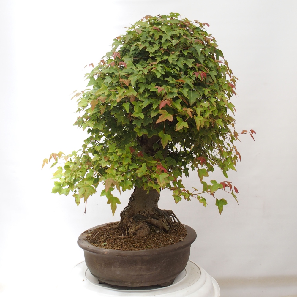 Venkovní bonsai - Acer Buergerianum - Javor Burgerův