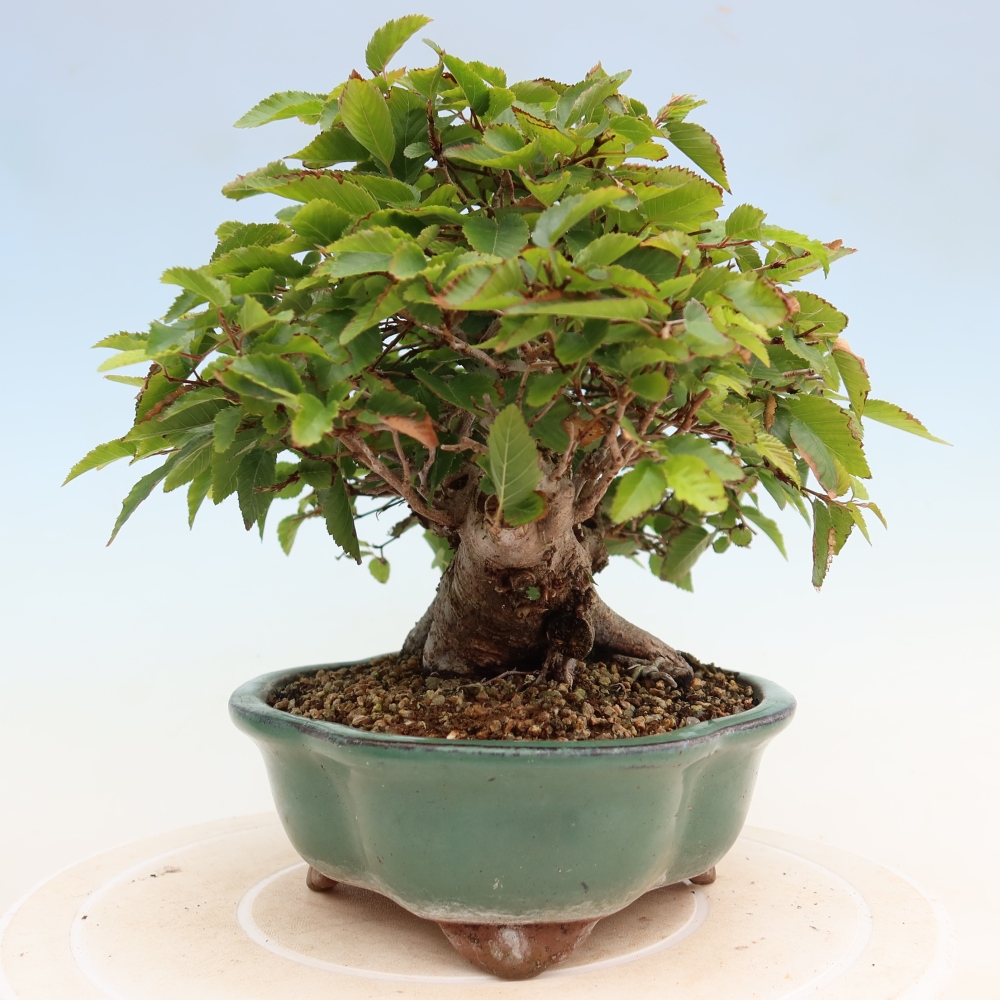 Venkovní bonsai -Carpinus Coreana - Habr korejský