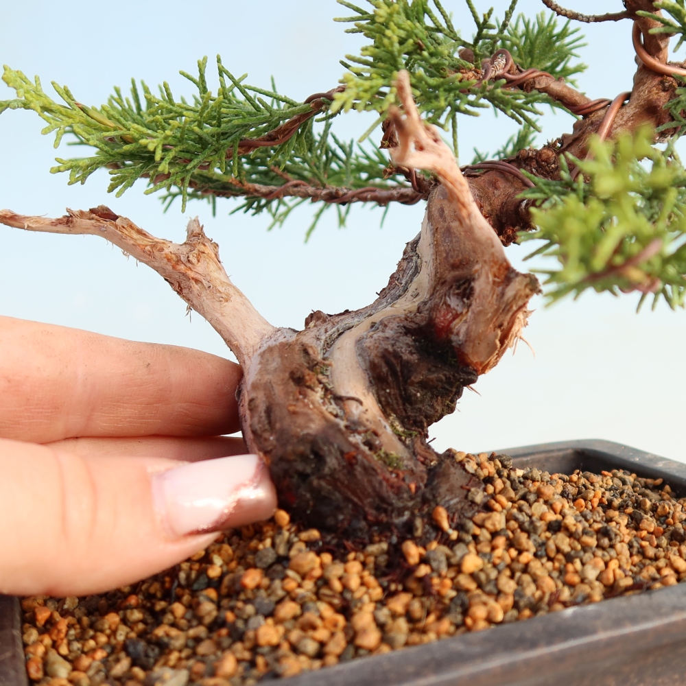 Venkovní bonsai - Juniperus chinensis Itoigawa -Jalovec čínský