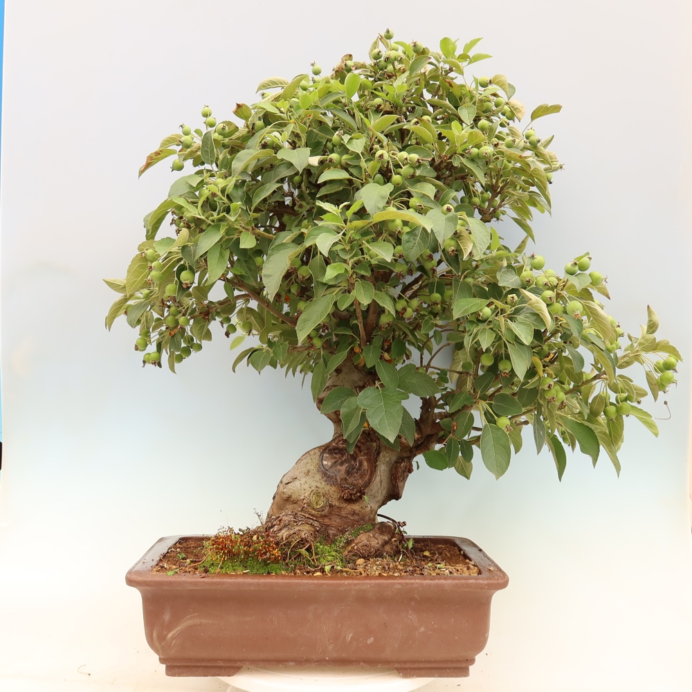 Venkovní bonsai -Malus halliana - Maloplodá jabloň