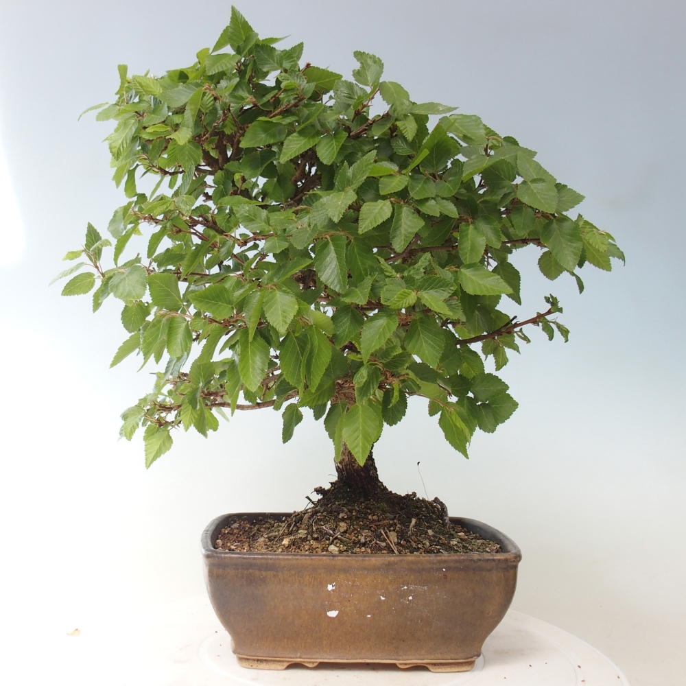 Venkovní bonsai -Carpinus CARPINOIDES - Habr korejský