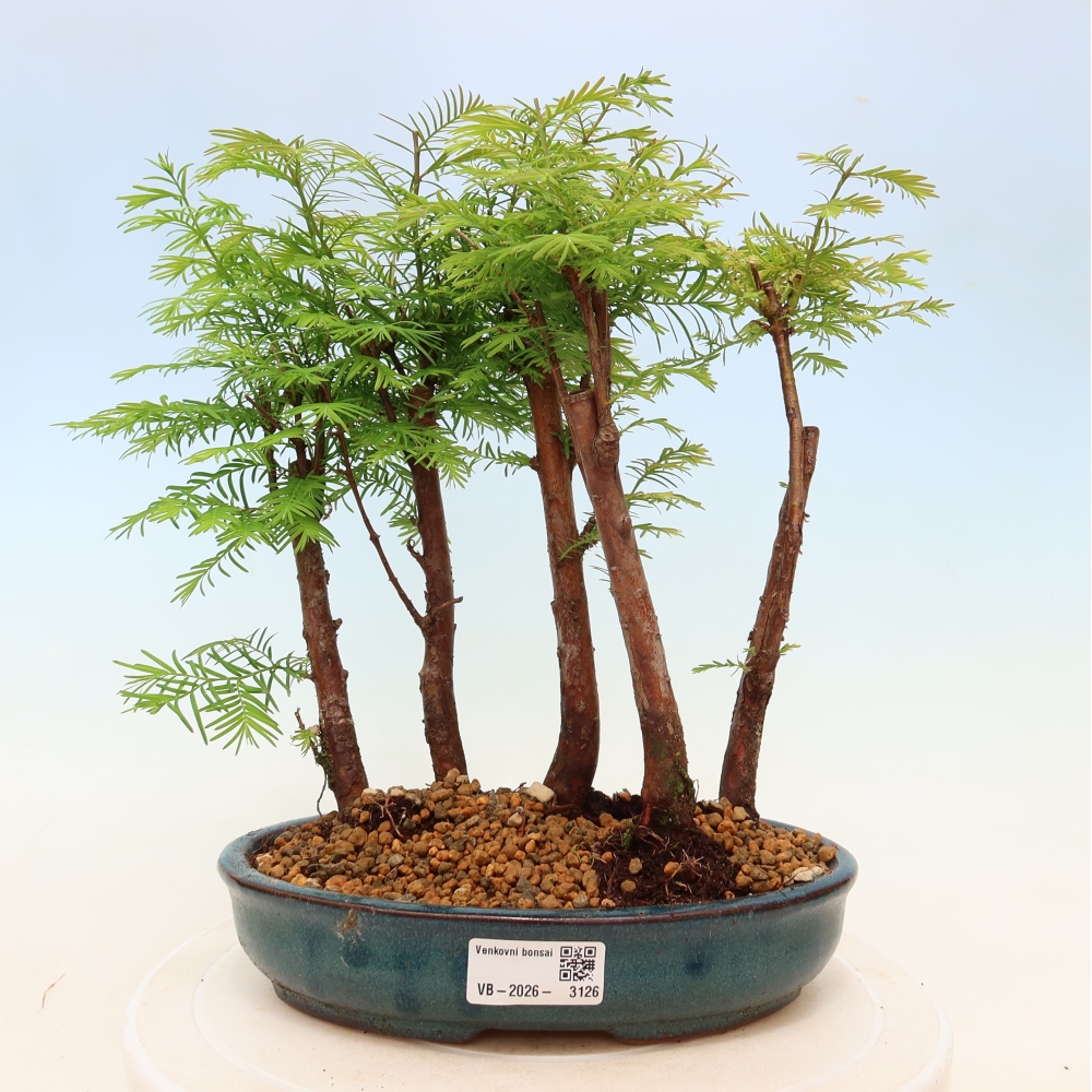 Venkovní bonsai - Metasequoia glyptostroboides - Metasekvoje čínská - lesík