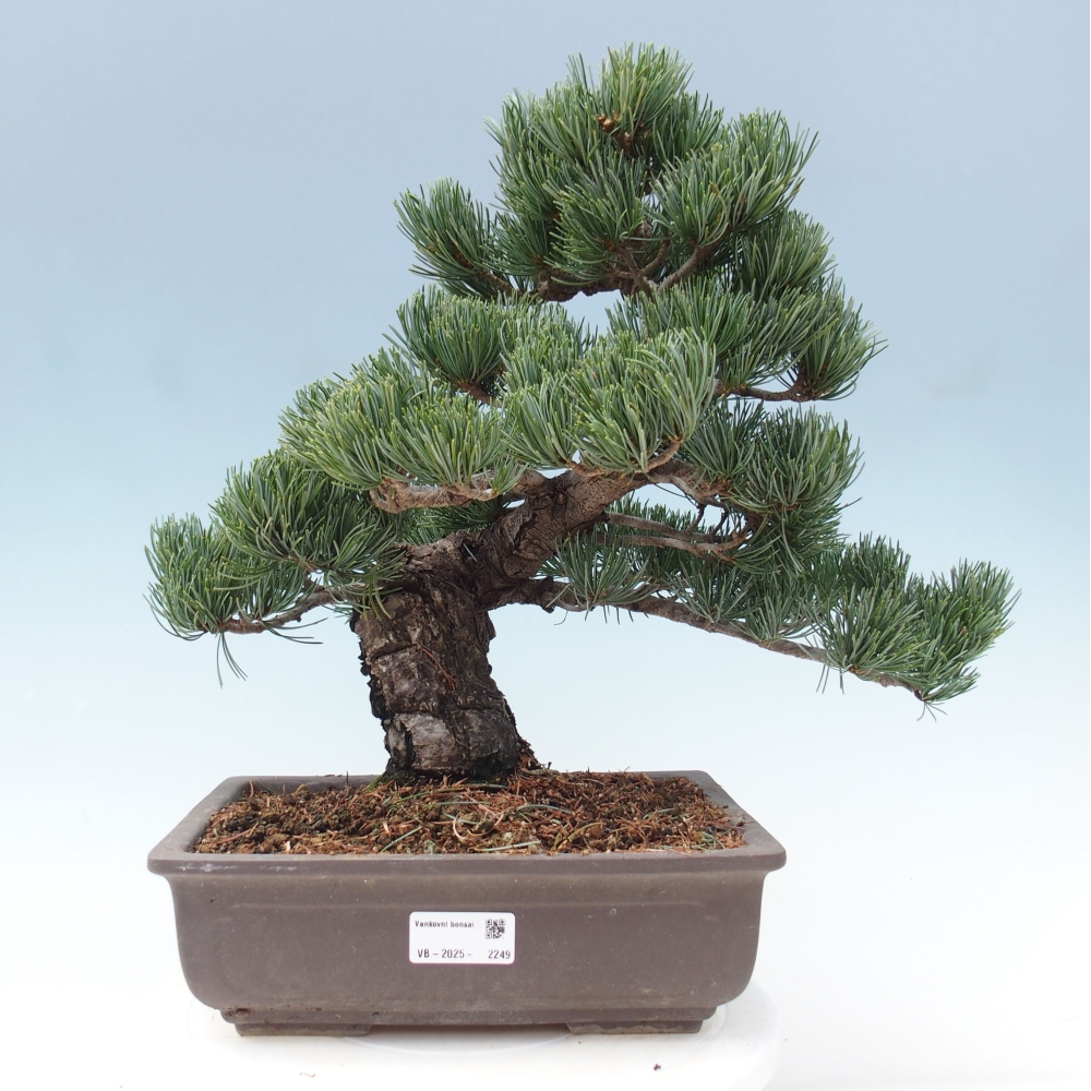 Venkovní bonsai - Pinus parviflora - Borovice drobnokvětá