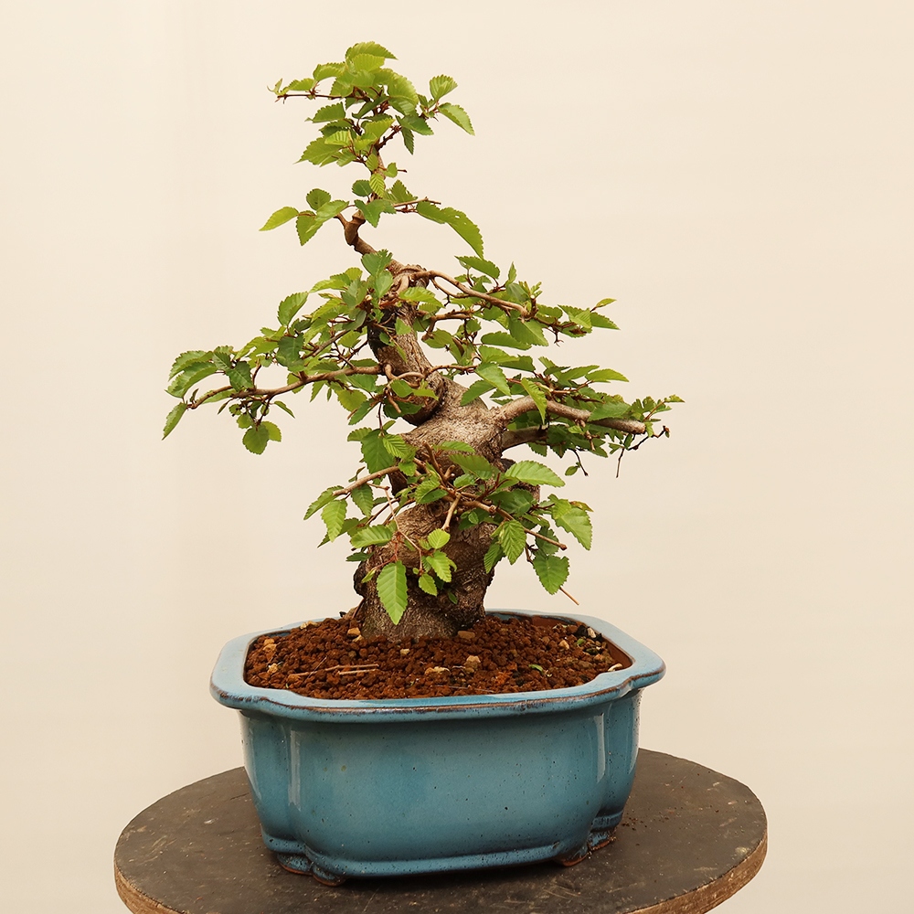 Venkovní bonsai -Carpinus Coreana - Habr korejský