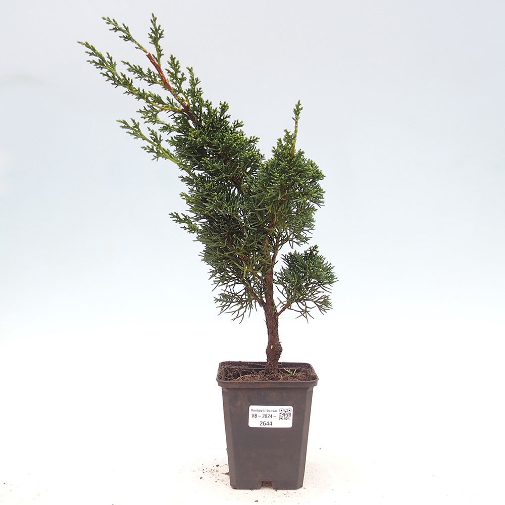 Venkovní bonsai - Juniperus chinensis Kishu -Jalovec čínský
