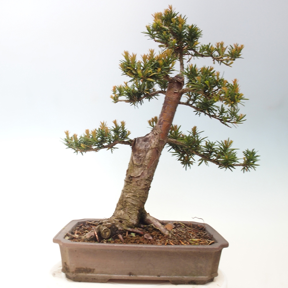 Venkovní bonsai - Taxus cuspidata  - Tis japonský