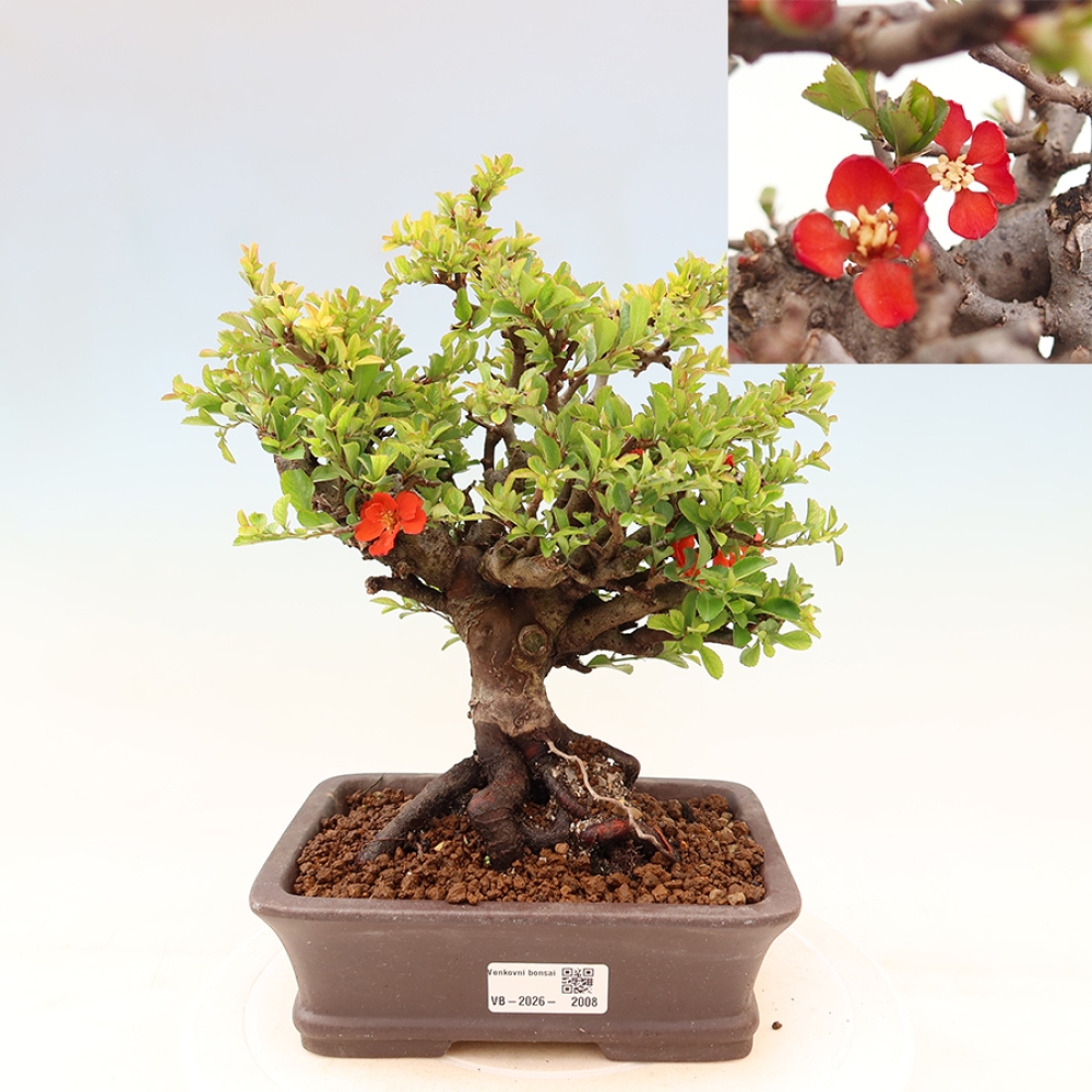 Venkovní  bonsai -  Chaneomeles speciosa Chojubai - Kdoulovec ozdobný