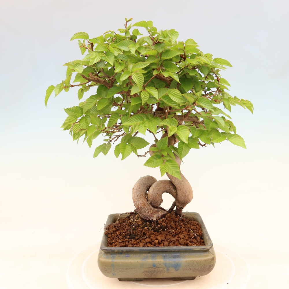 Venkovní bonsai -Carpinus coreana - Habr korejský