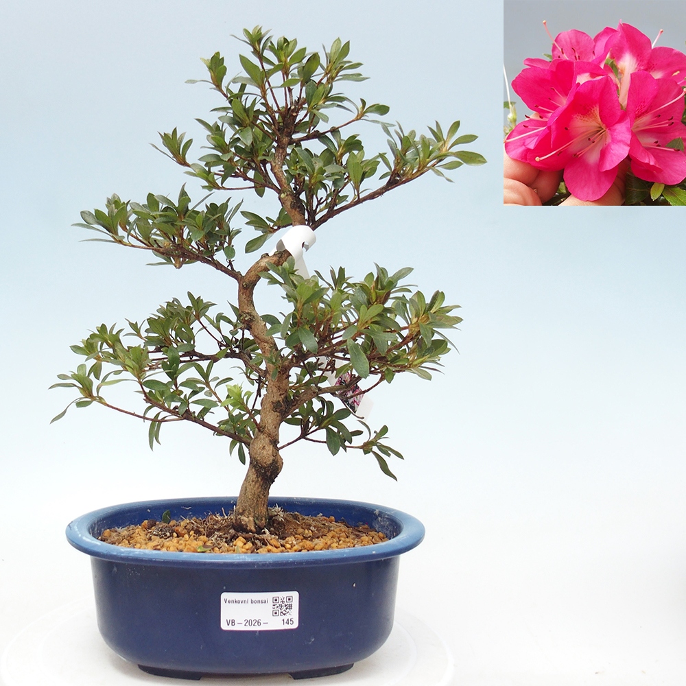 Venkovní bonsai - Japonská azalka - Azalea Reiko