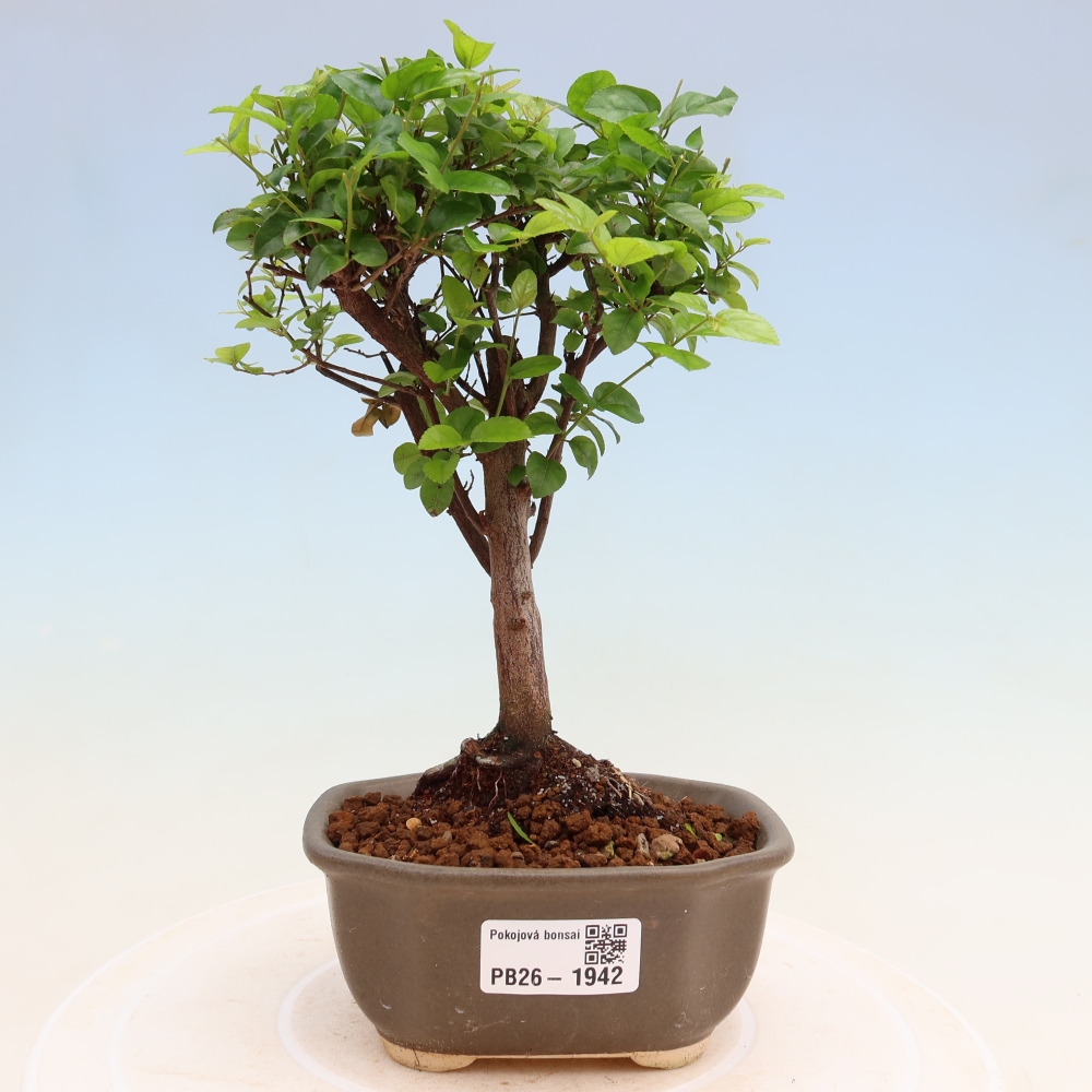 Pokojová bonsai - Sagerécie thea - Sagerécie thea