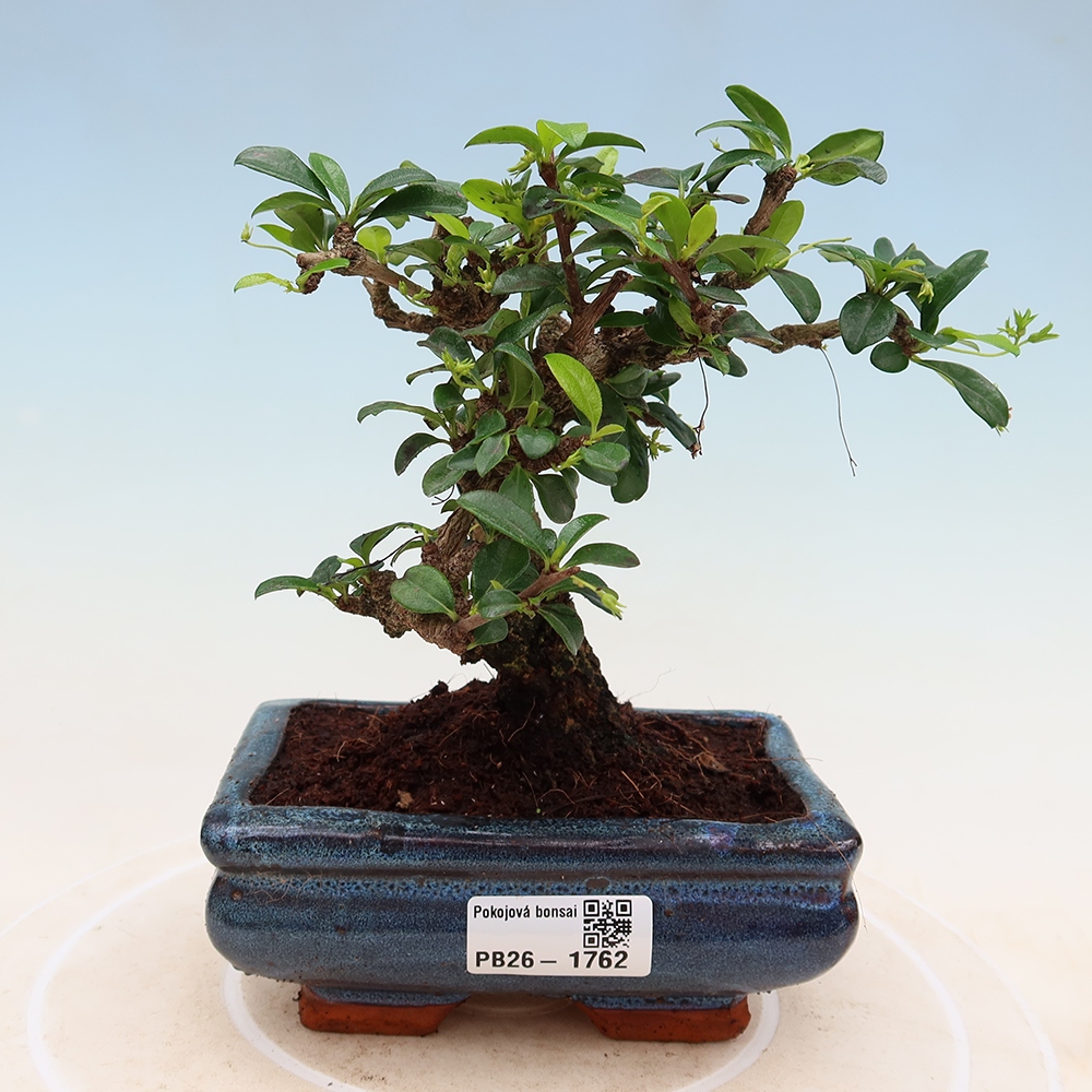 Pokojová bonsai - Carmona macrophylla - Čaj fuki
