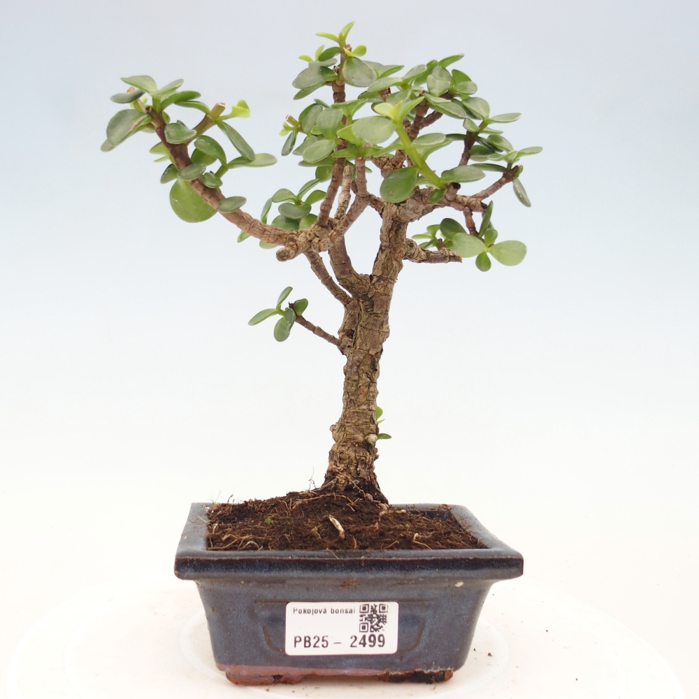 Pokojová bonsai - Portulakaria Afra - Tlustice