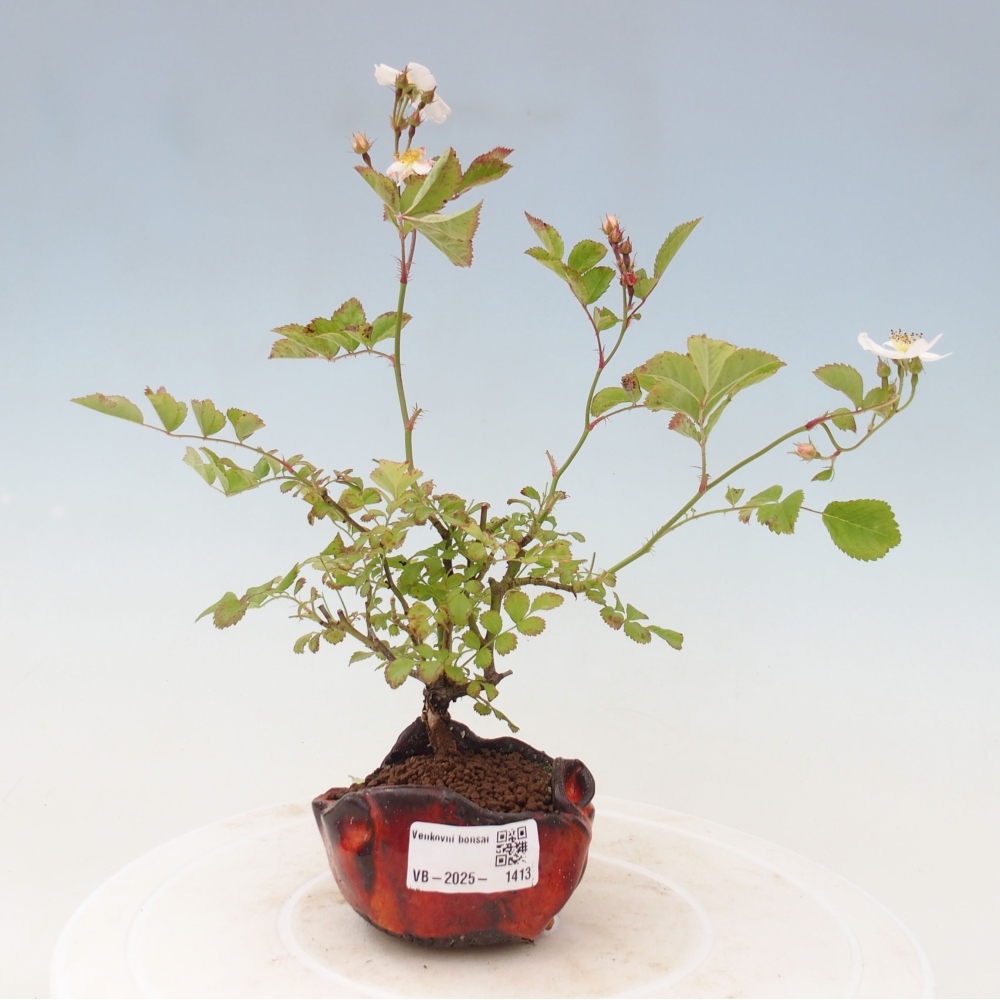 Venkovní bonsai - Rosa sp. - malokvětá růže