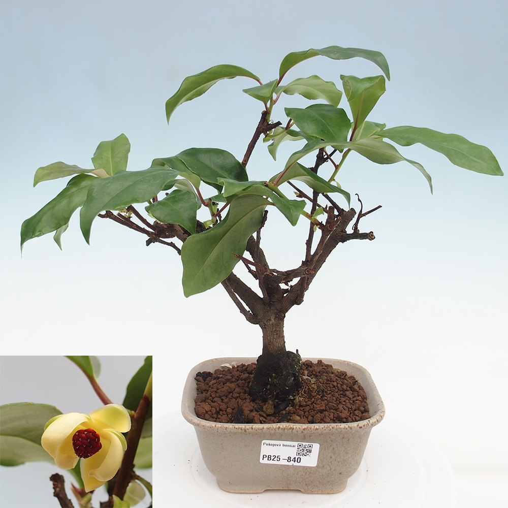 Pokojová bonsai- Kadsura japonica 