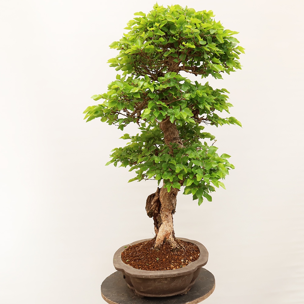 Venkovní bonsai -Carpinus Coreana - Habr korejský