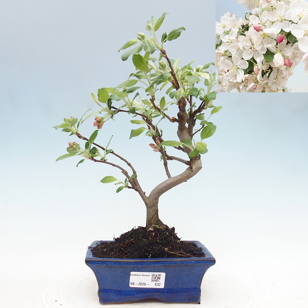 Venkovní bonsai -Malus halliana - Maloplodá jabloň