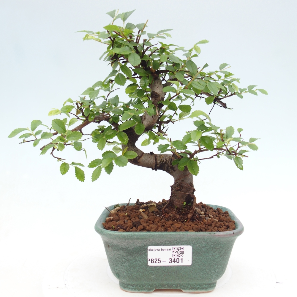 Pokojová bonsai - Ulmus parvifolia - Malolistý jilm