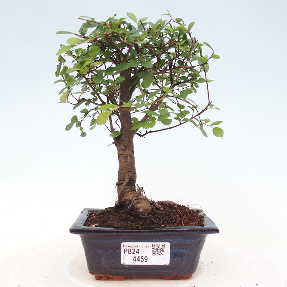 Pokojová bonsai - Ulmus parvifolia - Malolistý jilm