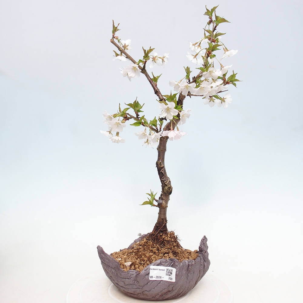 Venkovní bonsai - Prunus incisa Kojou-no mai-Slivoň vyříznutá