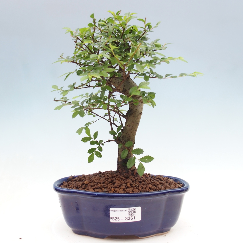 Pokojová bonsai - Ulmus parvifolia - Malolistý jilm