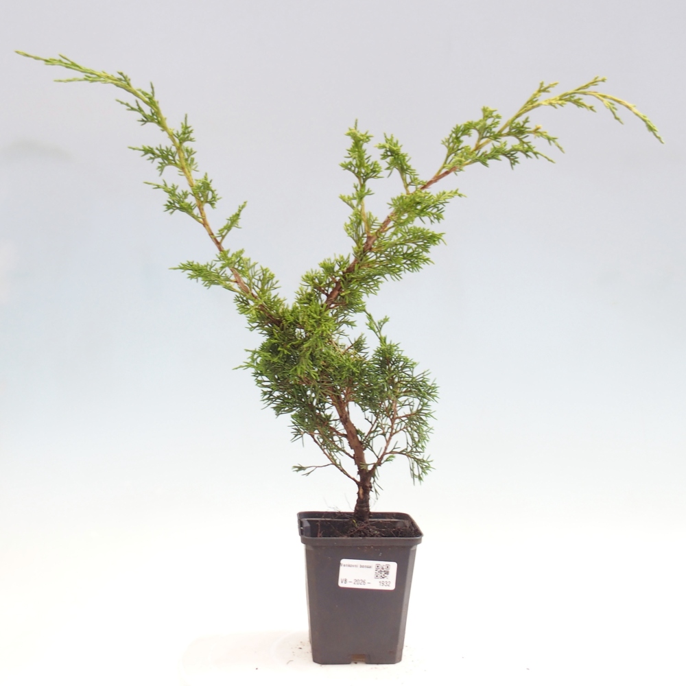 Venkovní bonsai - Juniperus chinensis Itoigawa -Jalovec čínský