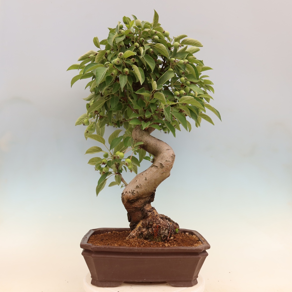 Venkovní bonsai -Malus halliana - Maloplodá jabloň