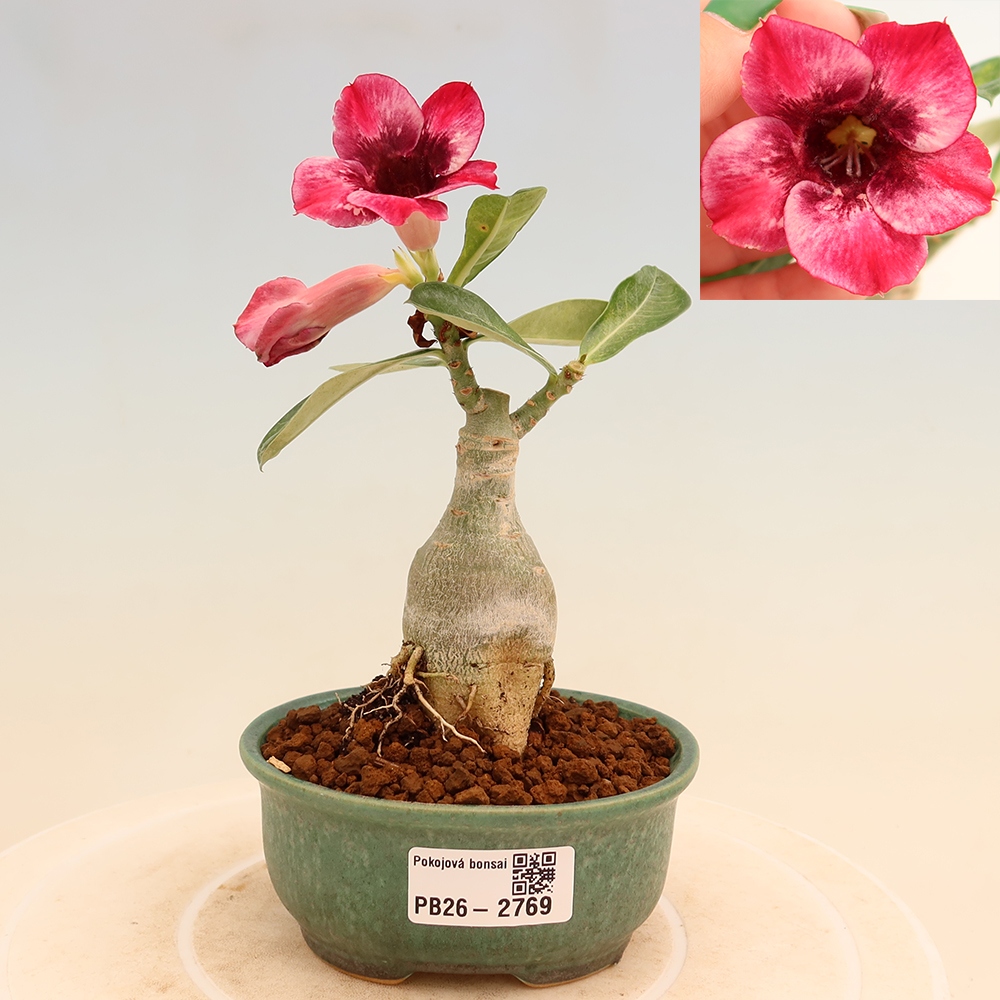 Pokojová bonsai - Adenium obesum roubovaná Mumbai Pink Diamond  - Pouštní růže