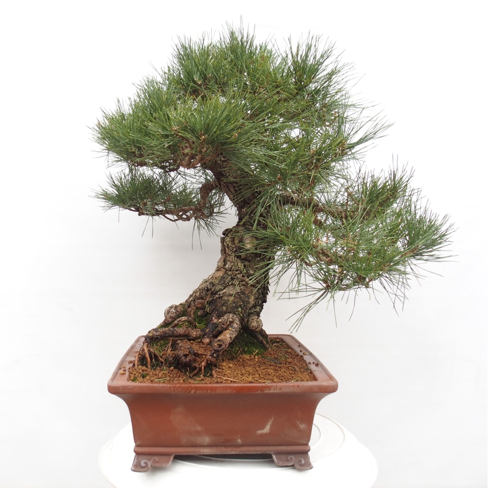 Venkovní bonsai - Pinus thunbergii - Borovice thunbergova
