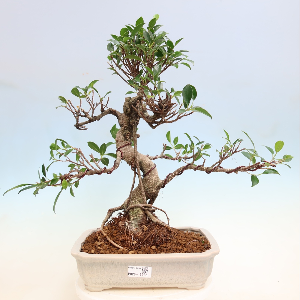 Pokojová bonsai - Ficus kimmen -  malolistý fíkus
