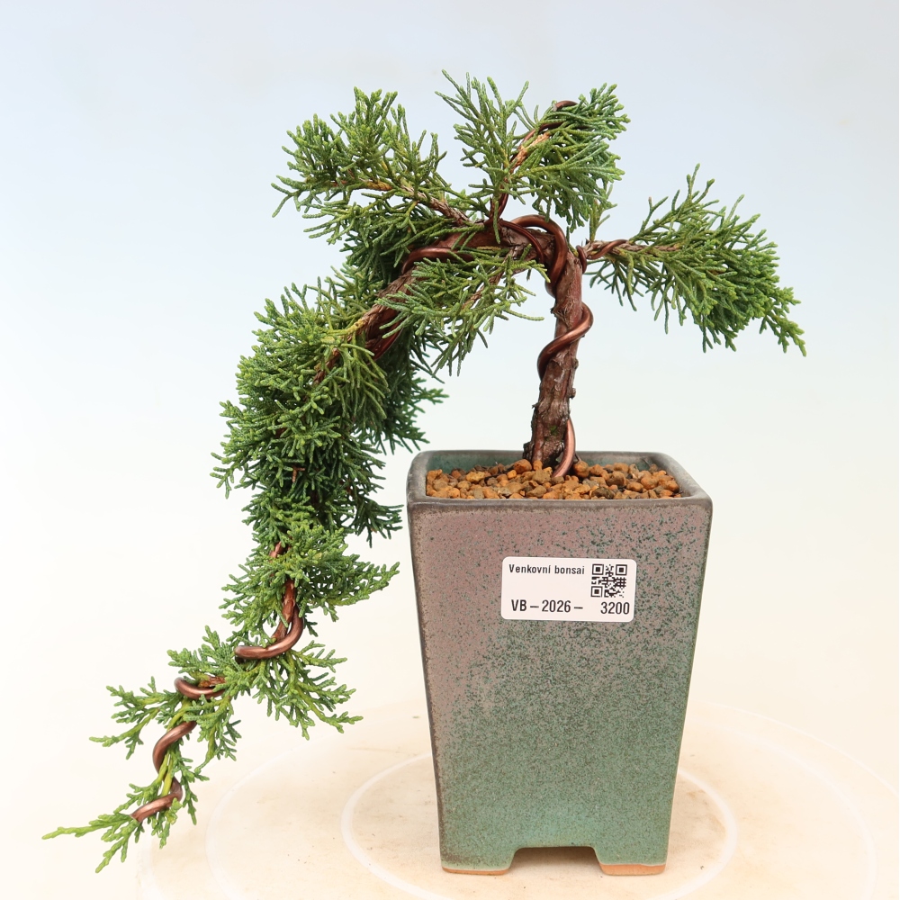Venkovní bonsai - Juniperus chinensis Kishu -Jalovec čínský