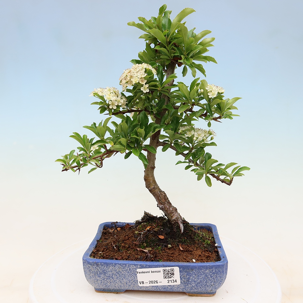 Venkovní bonsai - Pyracantha teton - Hlohyně šarlatová