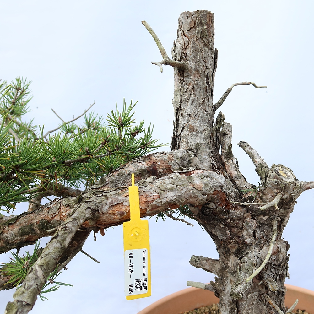 Pinus sylvestris Španělsko - borovice lesní