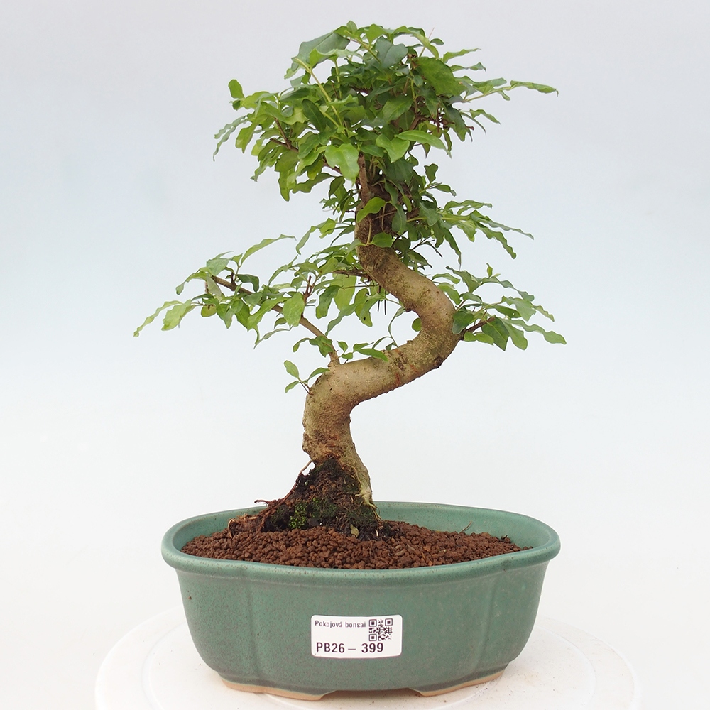Pokojová bonsai -Ligustrum chinensis - Ptačí zob