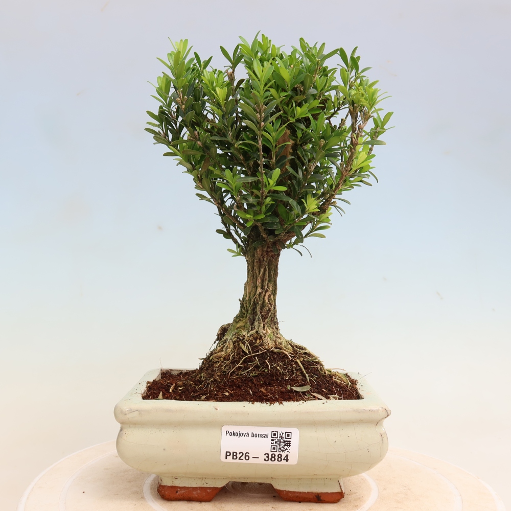 Pokojová bonsai - Buxus harlandii -korkový buxus