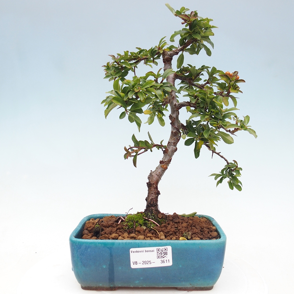 Venkovní bonsai-Pyracanta Teton -Hlohyně
