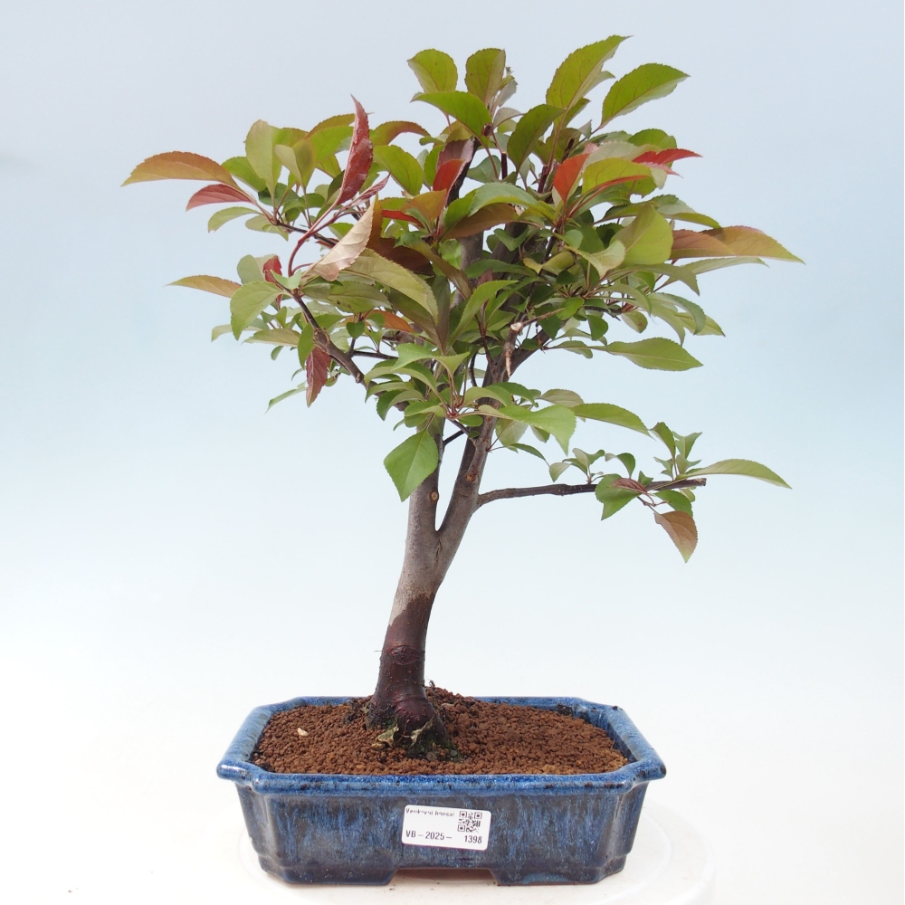 Venkovní bonsai -Malus domestica - Maloplodá jabloň červenolistá