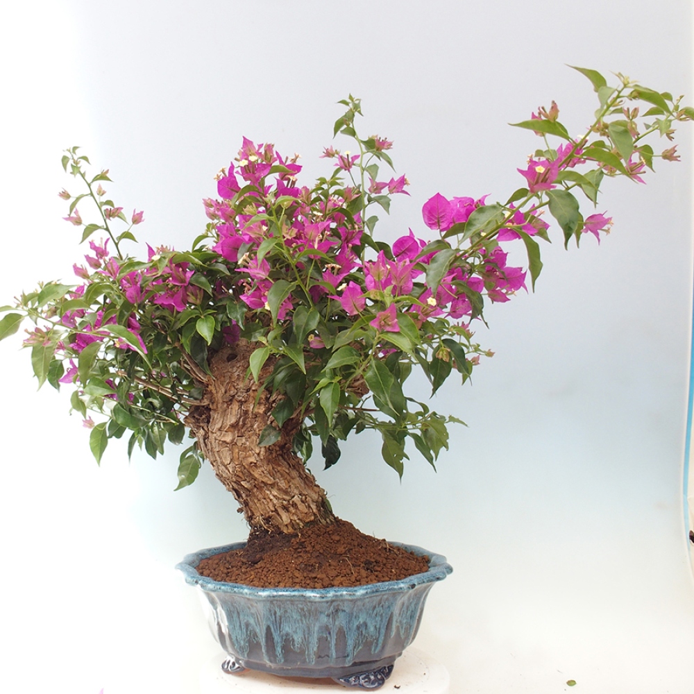 Pokojová bonsai - Bouganwilea