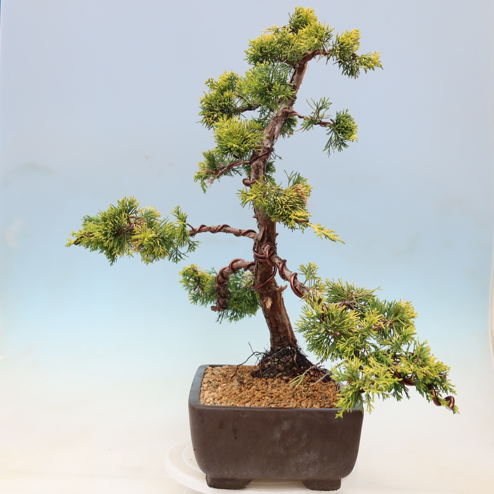 Venkovní bonsai - Juniperus chinensis  aurea - Jalovec čínský zlatý