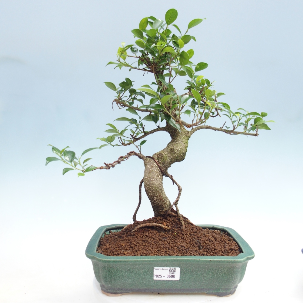 Pokojová bonsai - Ficus kimmen -  malolistý fíkus