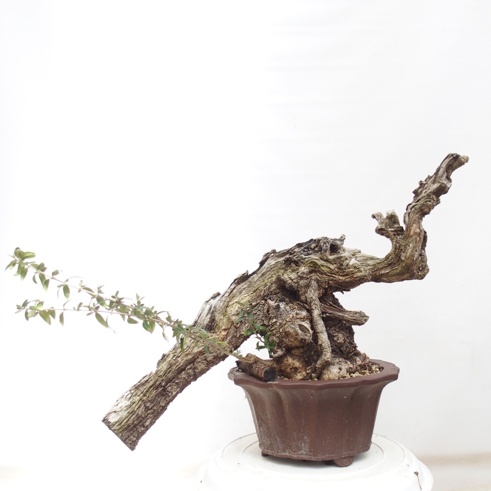 Pokojová bonsai - Olea europaea sylvestris -Oliva evropská drobnolistá