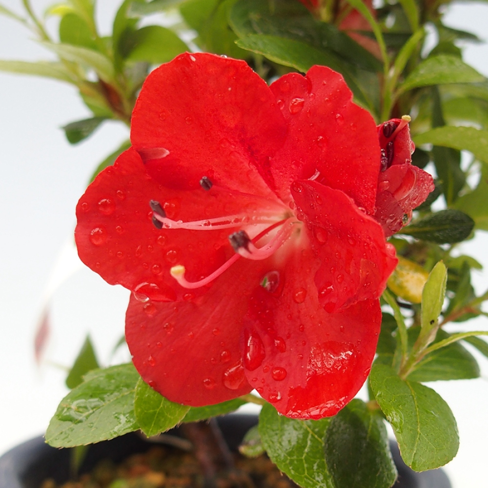 Venkovní bonsai - Japonská azalka - Azalea Benibeni