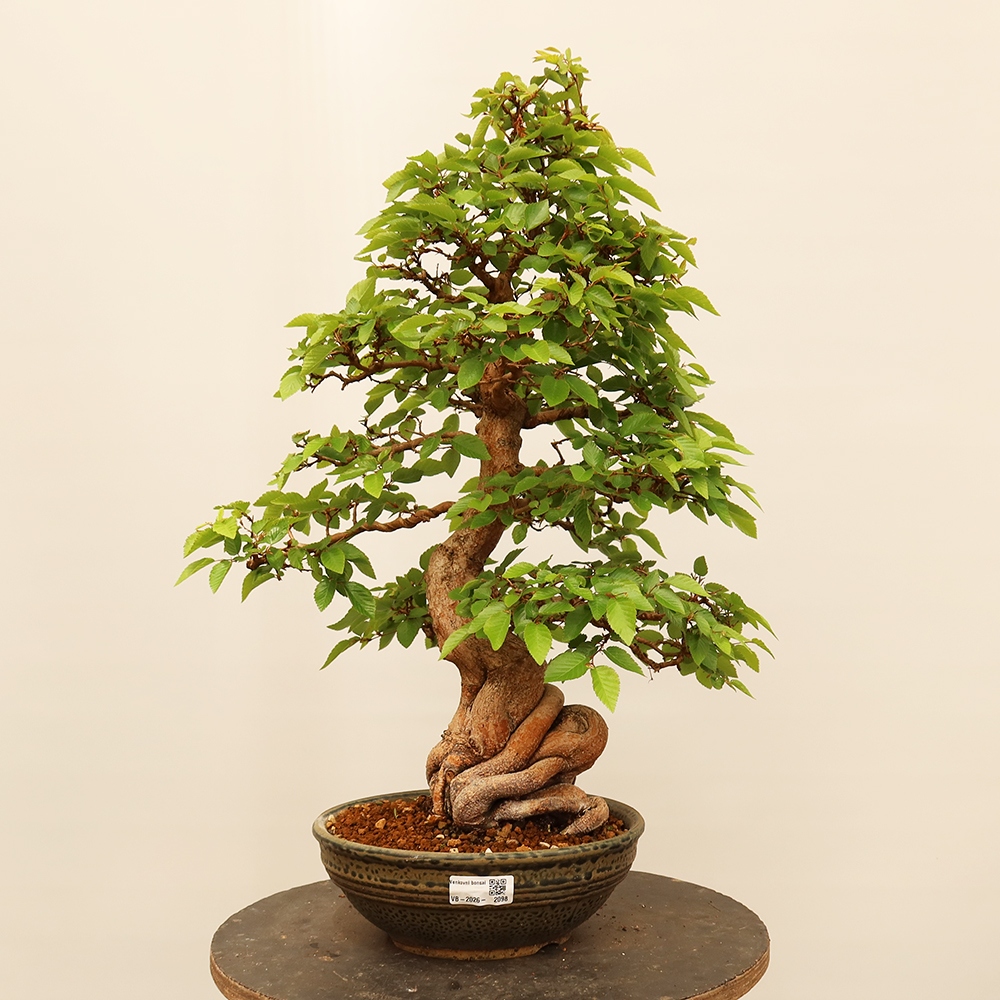 Venkovní bonsai -Carpinus Coreana - Habr korejský