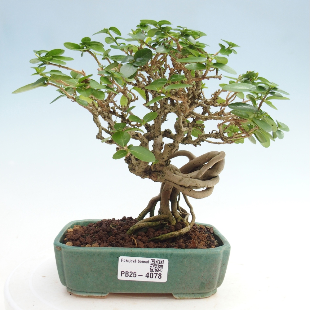 Pokojová bonsai - Premna serratifolia  - Kozlovoň malolistá