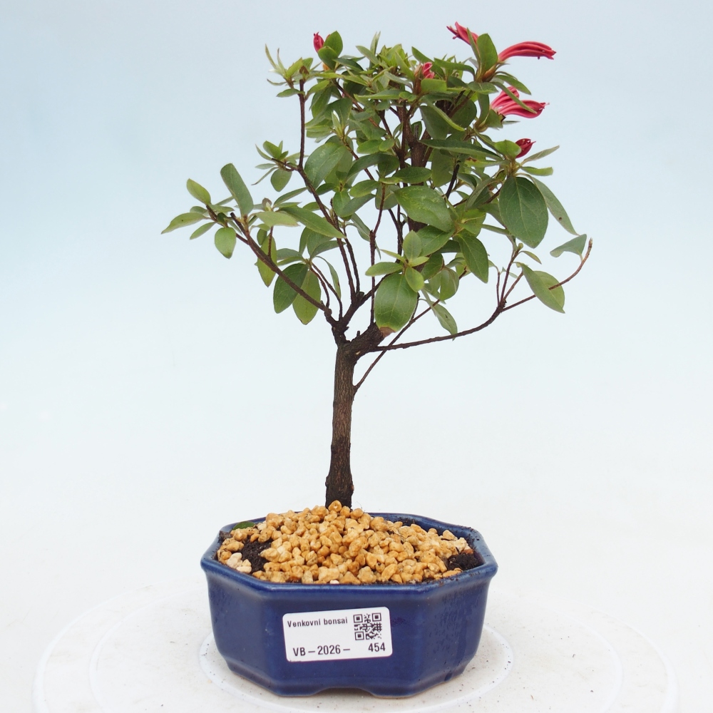 Venkovní bonsai - Japonská azalka - Azalea sp.