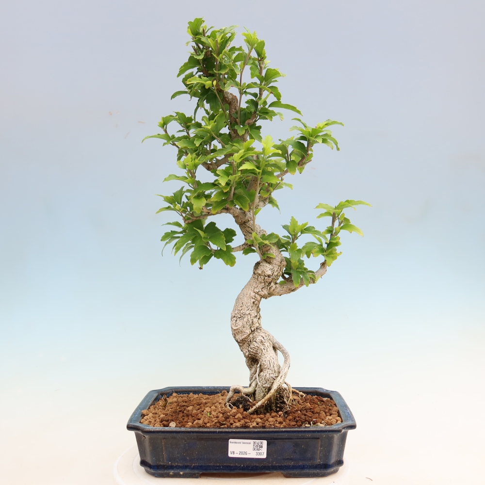 Venkovní bonsai - Hibiscus syriacus - Ibišek syrský