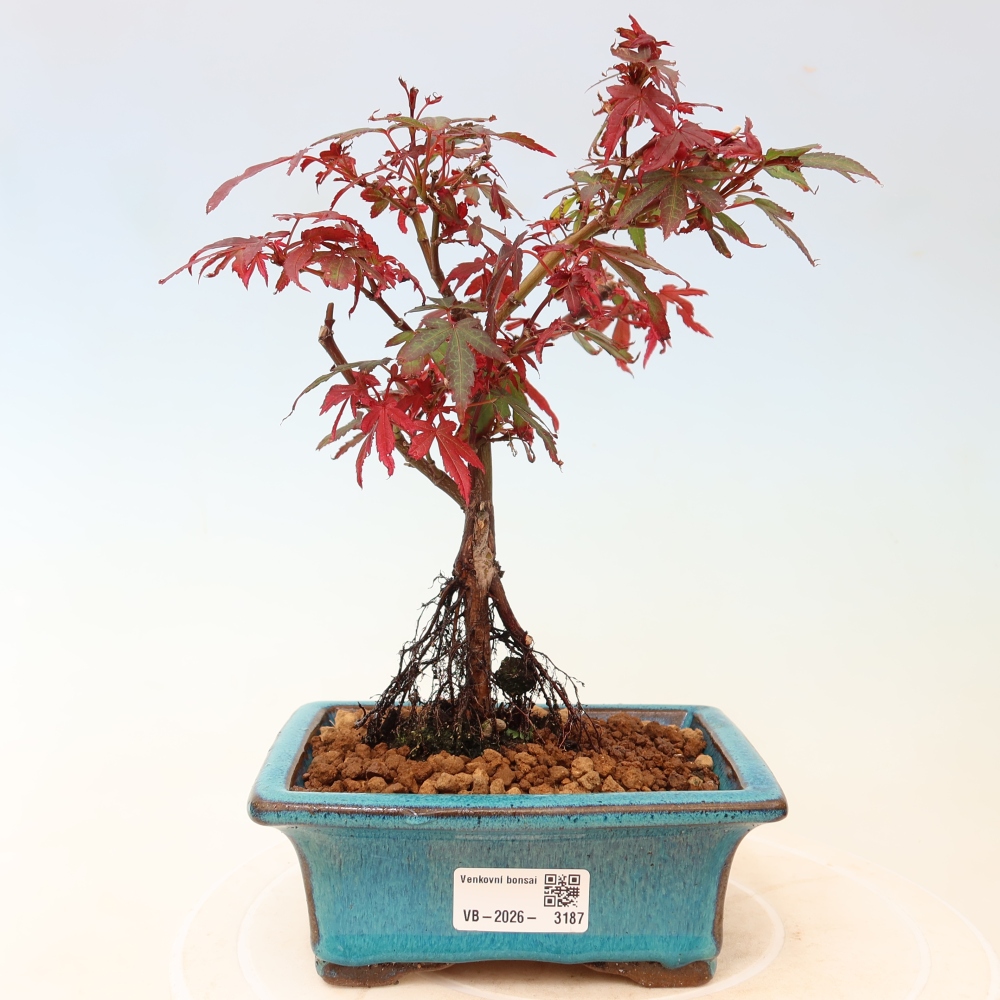 Venkovní bonsai -Javor dlanitolistý  - Acer palmatum Berry Broom 