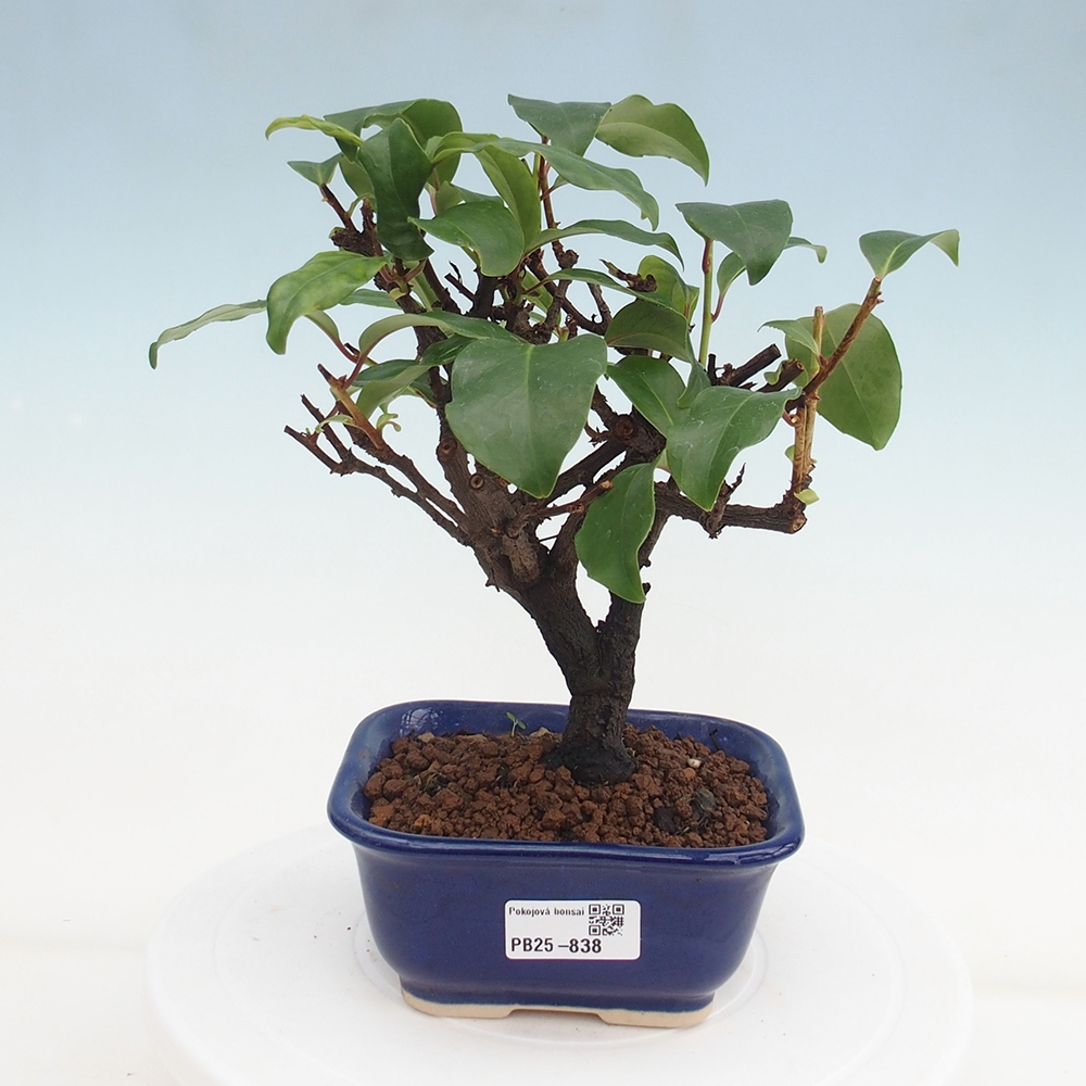 Pokojová bonsai- Kadsura japonica 