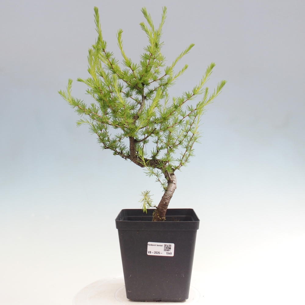 Venkovní bonsai -Larix decidua - Modřín opadavý 